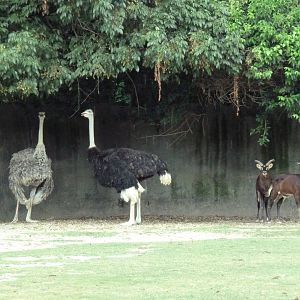 Baton Rouge Zoo - Nile Lechwe/Zebra/Ostrich Exhibit