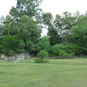 Baton Rouge Zoo - Nile Lechwe/Zebra/Ostrich Exhibit
