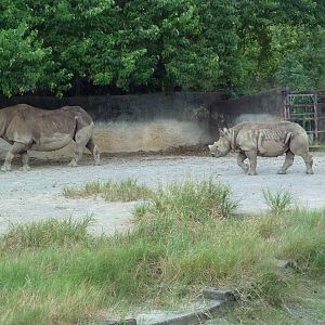Baton Rouge Zoo - Black Rhinos