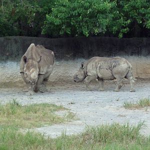 Baton Rouge Zoo - Black Rhinos