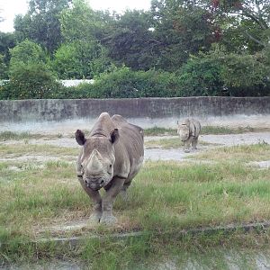 Baton Rouge Zoo - Black Rhinos