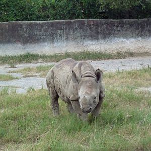 Baton Rouge Zoo - Black Rhino