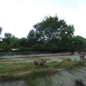 Baton Rouge Zoo - Black Rhino Exhibit