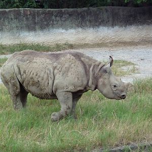 Baton Rouge Zoo - Black Rhino