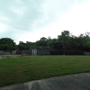 Baton Rouge Zoo - Reticulated Giraffe/Thomson's Gazelle Exhibit