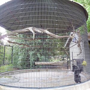 Baton Rouge Zoo - Spot-Nosed Guenon Corn Crib Cage