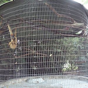 Baton Rouge Zoo - Black-Handed Spider Monkey Corn Crib Cage