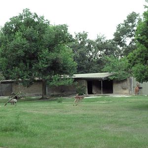 Baton Rouge Zoo - Impala/Bongo/Warthog Exhibit