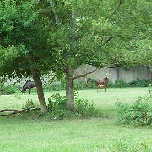 Baton Rouge Zoo - Sable Antelope Exhibit