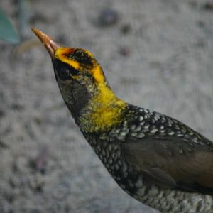 Juvenile Regent Bowerbird, Taronga Zoo
