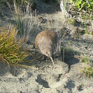 Stewart Island Tokoeka, 2010.