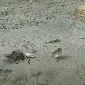New Zealand Pipit, Stewart Island, 2010.