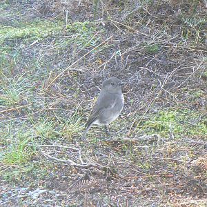 Stewart Island Robin, 2010.