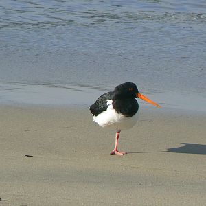 South Island Pied Oystercatcher, Stewart Island, 2010.