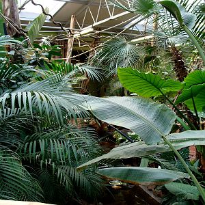 Zoo Wrocław - z pawilonu Madagaskar