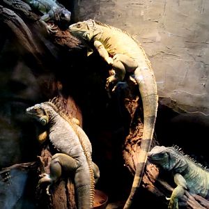 Poznan Zoo (Old) - Iguana iguana