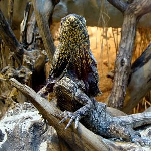 Poznan Zoo (Old) - Chlamydosaurus kingii