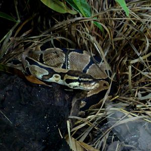 Poznan Zoo (Old) - Python regius