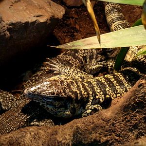 Poznan Zoo (Old) - Teju ???