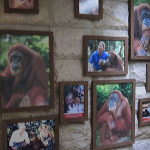 Ah Meng the Orang Utan's Photo Wall