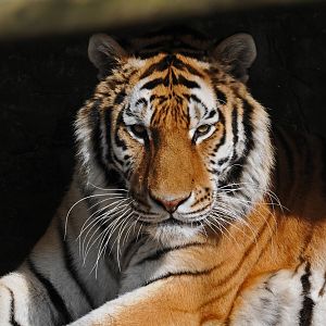 MAKARI - AMUR TIGER