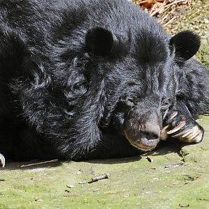 Inca - Asiatic Black Bear