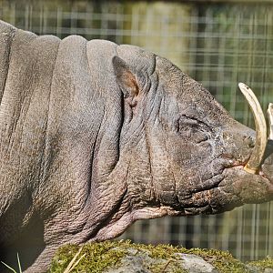 Babirusa