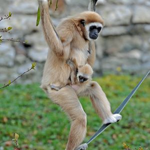 Lars Gibbon and Baby