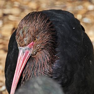 Puna Ibis
