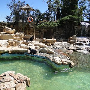 Sea Lion Exhibit - Mundo Marino
