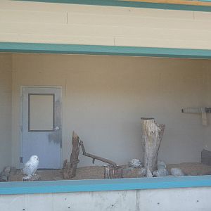 Snowy Owl Exhibit