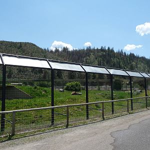 Grizzly Bear Exhibit
