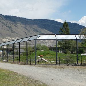 Grizzly Bear Exhibit
