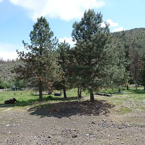 Moose/Mule Deer Exhibit