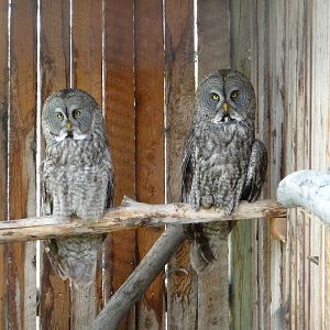 Birds Of Prey - Great Grey Owls