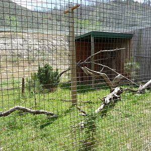 Birds Of Prey - Great Grey Owl Exhibit
