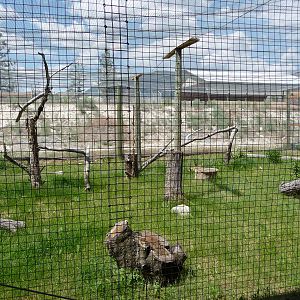 Birds Of Prey - Snowy Owl Exhibit