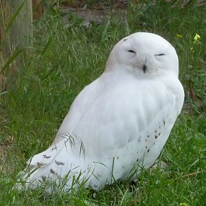 Birds Of Prey - Snowy Owl