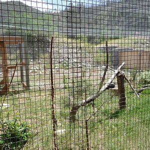 Birds Of Prey - Great Horned Owl Exhibit