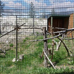 Birds Of Prey - Great Horned Owl Exhibit
