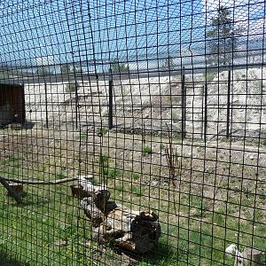 Birds Of Prey - Bald Eagle Exhibit