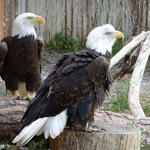 Birds Of Prey - Bald Eagles