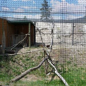 Birds Of Prey - Bald Eagle Exhibit