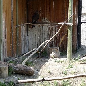 Birds Of Prey - 4 Bald Eagles