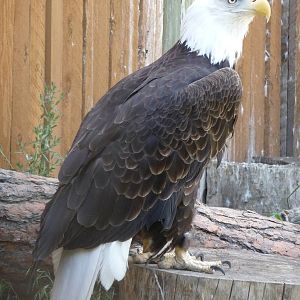 Birds Of Prey - Bald Eagle