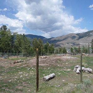 Bactrian Camel Exhibit