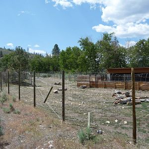 Bactrian Camel Exhibit