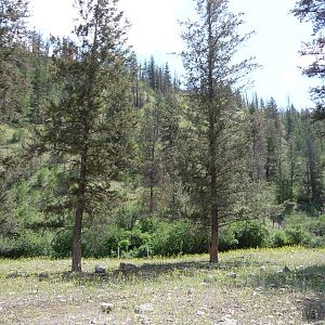 Bighorn Sheep Exhibit