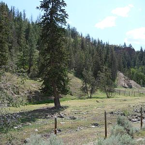 Bighorn Sheep Exhibit