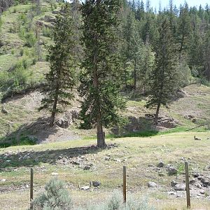 Bighorn Sheep Exhibit